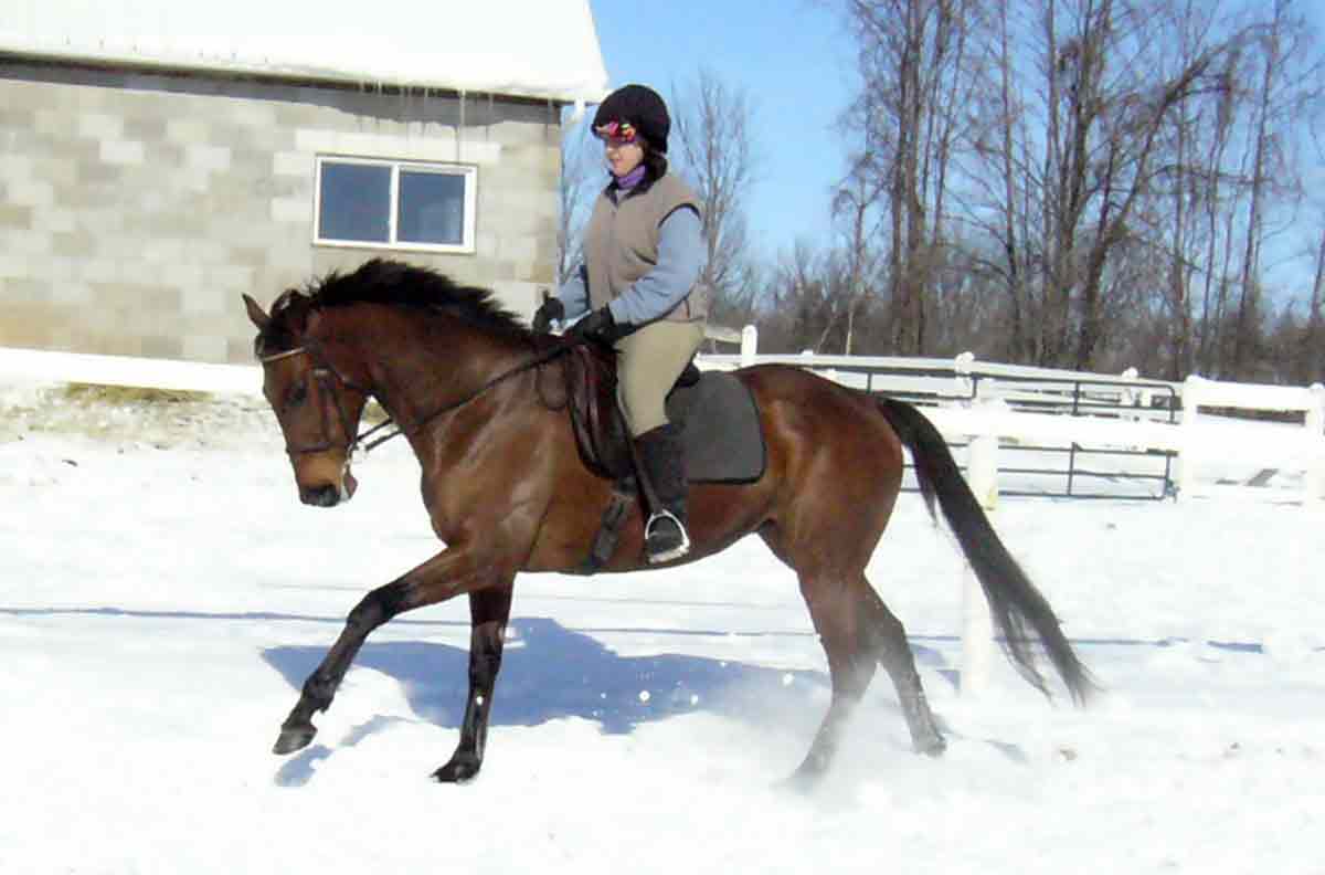 How The “Not Canter” Can Drastically Improve Your Transitions | Horse ...